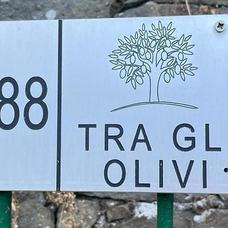 Ferienwohnung Tra Gli Olivi Lucca Exterior foto